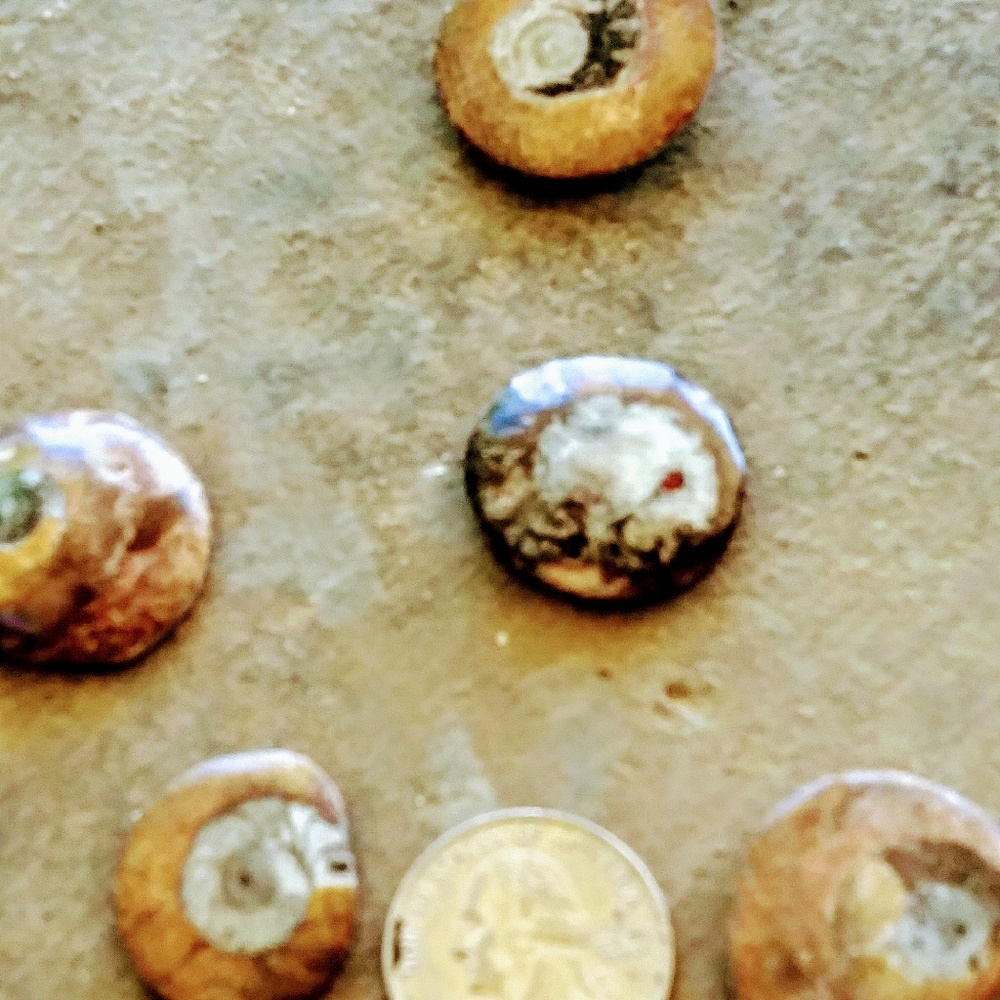Genuine Snail fossi